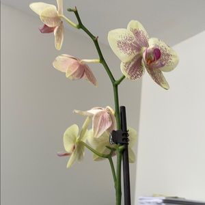 Meet your Posher, Jenny